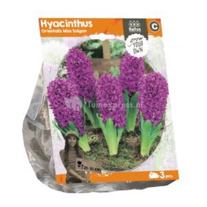 Baltus Hyacinthus Orientalis Miss Saigon bloembollen per 3 stuks